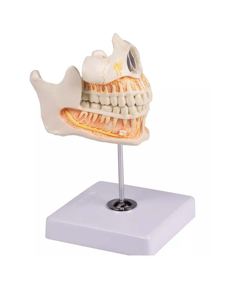 Milchgebiß, 5jährig - Erler - Zimmer
